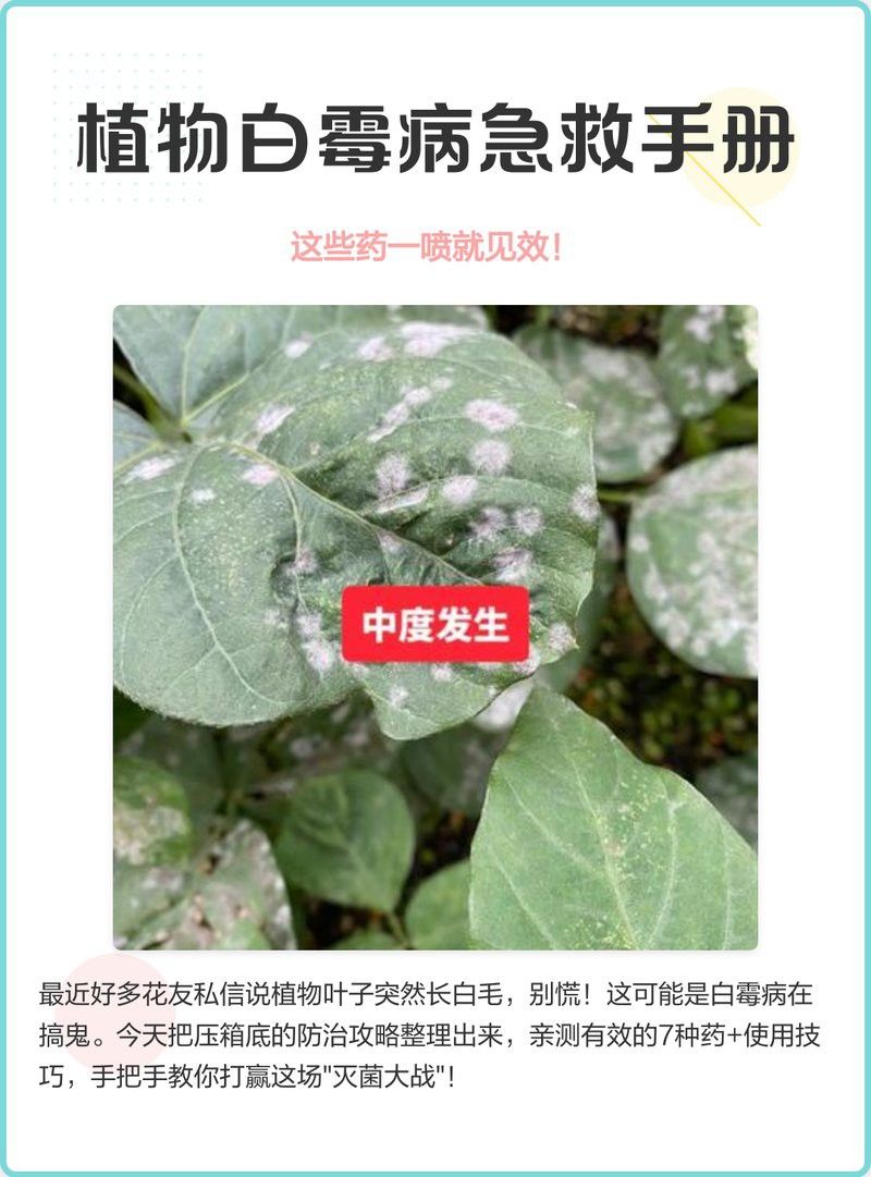 龍魚魚缸背景是黑色還是白色好：龍魚魚缸的顏色選擇