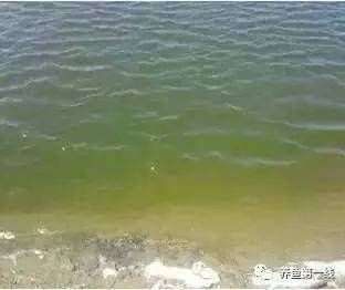 如何改善朱巴利魚的水質：改善朱巴利魚水質的方法