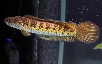 最美雷龍魚(yú)有哪些特點(diǎn)？：“最美雷龍魚(yú)”有哪些特點(diǎn)？