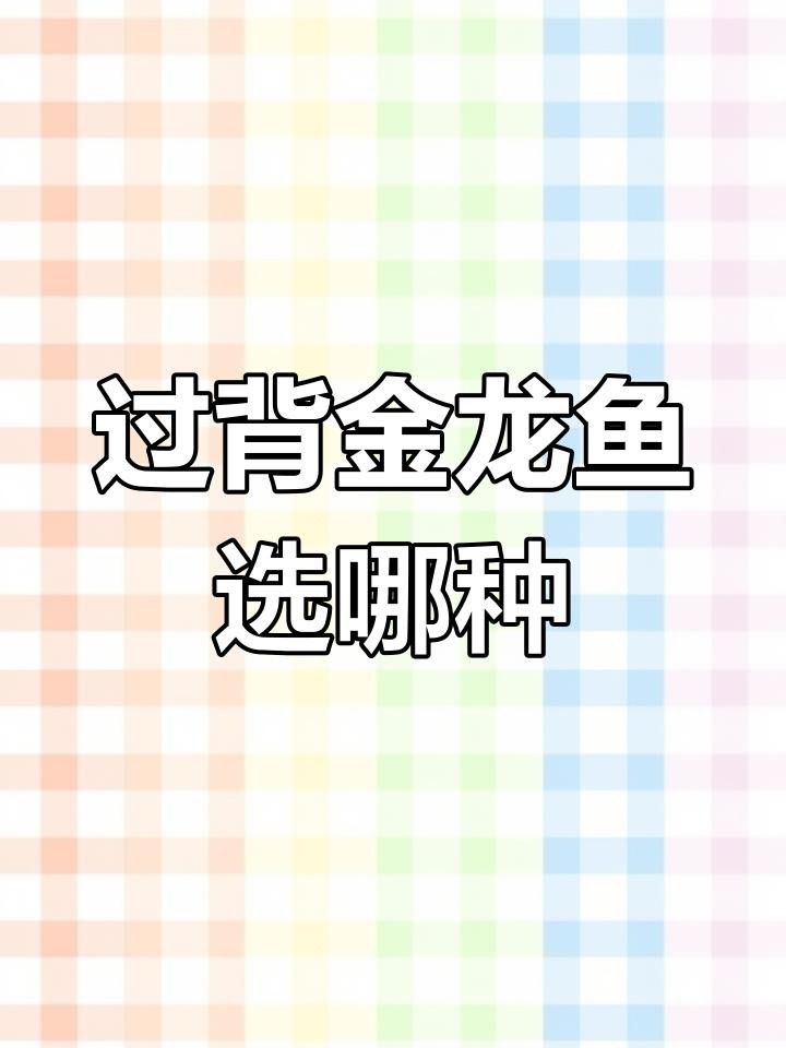 古典過背金龍的市場需求如何？