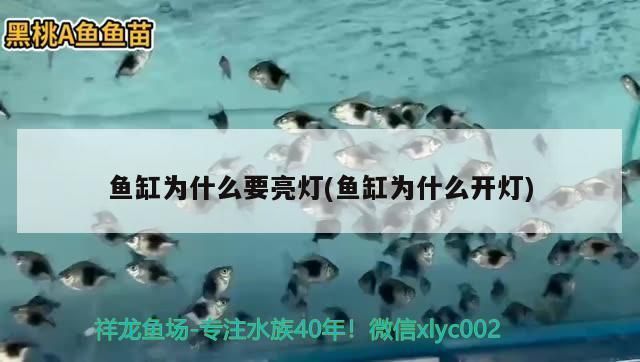 進(jìn)口金龍魚：進(jìn)口金龍魚觀賞魚市場價格