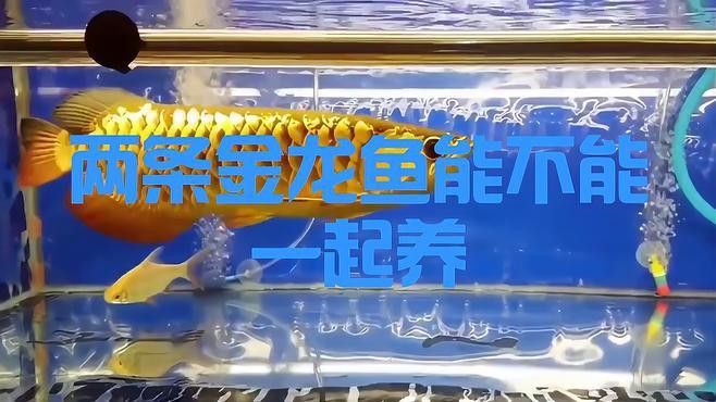 金龍魚養幾條比較好看