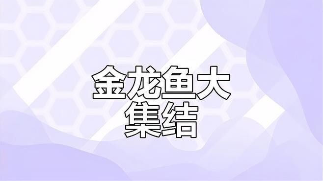 金龍魚養幾條比較好看