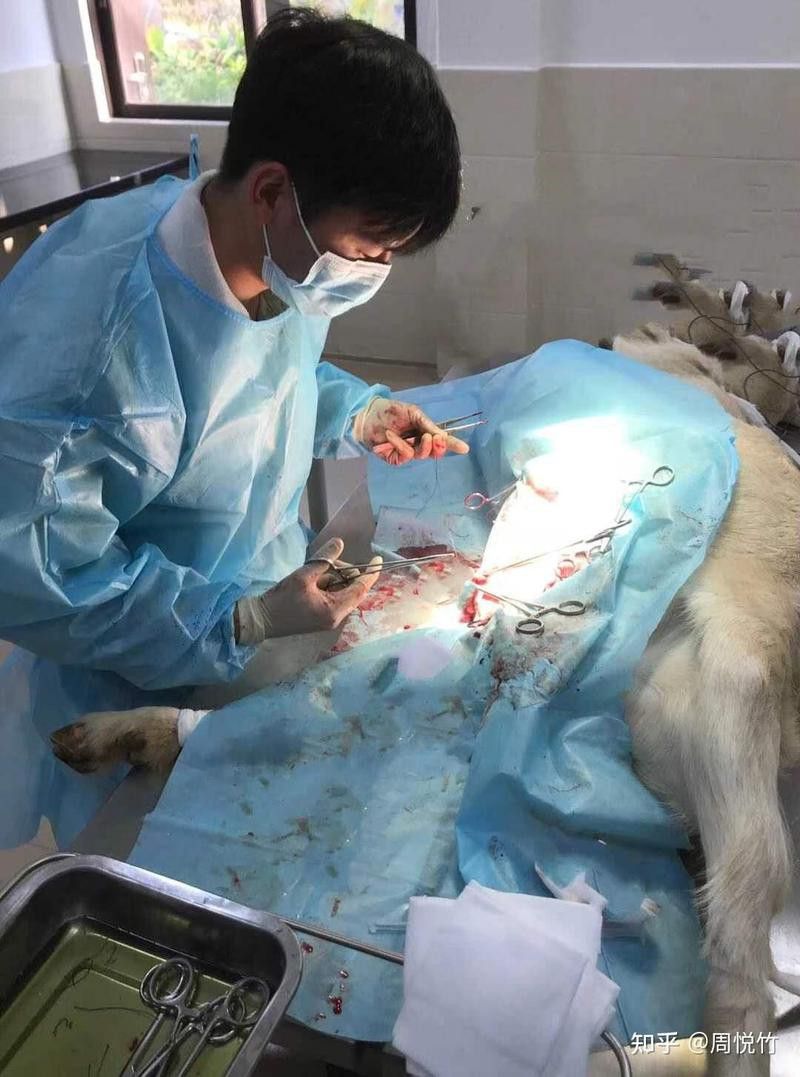 哪里可以找到專業的水族獸醫？