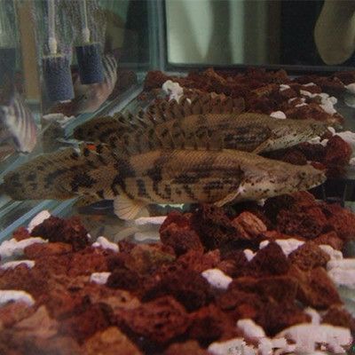 淡水土龍魚：淡水土龍魚主要指兩種不同的水生動物，淡水土龍魚的營養價值極高