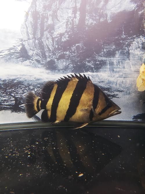 龍魚混養最佳伴侶魚類有哪些圖片