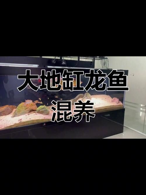 龍魚混養最佳伴侶魚類有哪些圖片