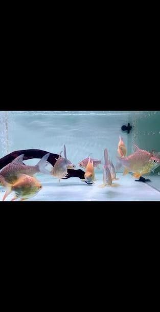 龍魚混養最佳伴侶魚類有哪些圖片