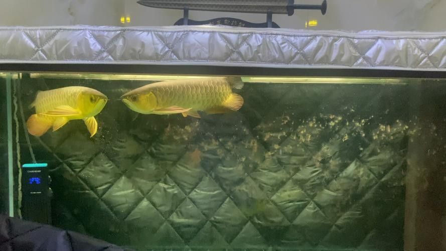 龍魚混養最佳伴侶魚類有哪些圖片