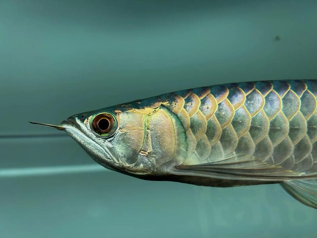 如何鑒別B過金龍魚的品相？