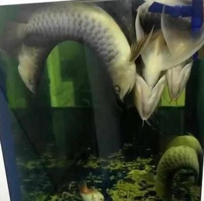 金龍魚停電了怎么辦（金龍魚停電后如何快速恢復(fù)）