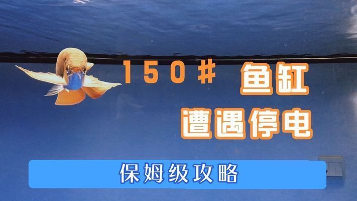 金龍魚停電了怎么辦（金龍魚停電后如何快速恢復(fù)）
