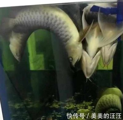 金龍魚停電了怎么辦（金龍魚停電后如何快速恢復(fù)）