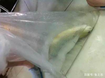 龍魚手術怎樣麻醉：龍魚手術前后飲食管理，龍魚麻醉藥物的選擇標準