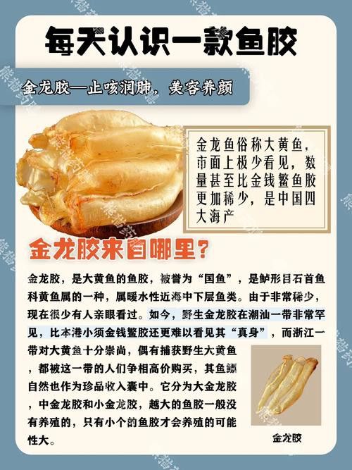 金龍魚膠的營養(yǎng)價值及功效