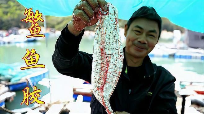 金龍魚膠的營養(yǎng)價值及功效