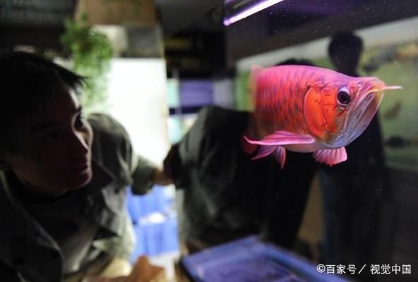 紅龍魚和金龍魚哪個好（紅龍魚與金龍魚的價格對比）