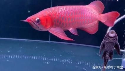 龍魚發(fā)色過(guò)程圖片欣賞視頻下載安裝：紅龍魚發(fā)色過(guò)程圖片欣賞