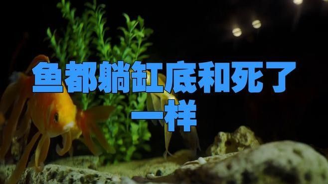 龍魚趴在缸底發(fā)呆怎么辦視頻 龍魚趴在缸底發(fā)呆怎么辦視頻 龍魚百科 第3張