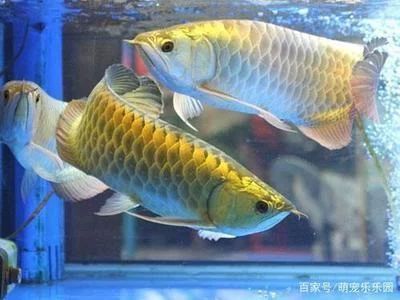 龍魚低溫過冬：龍魚冬季飲食調整方法