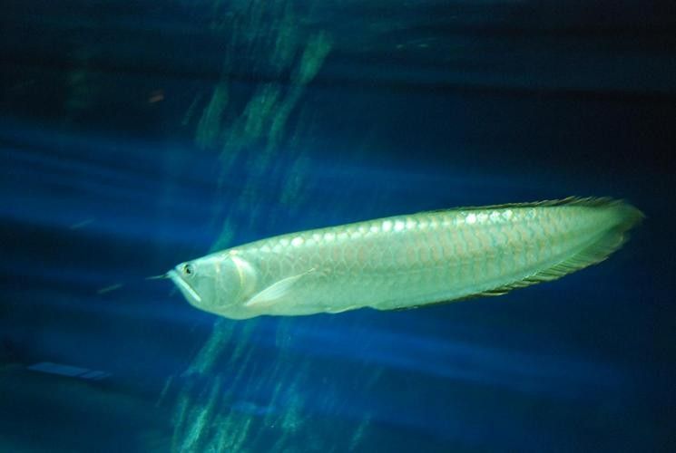 銀龍魚能發色嗎圖片