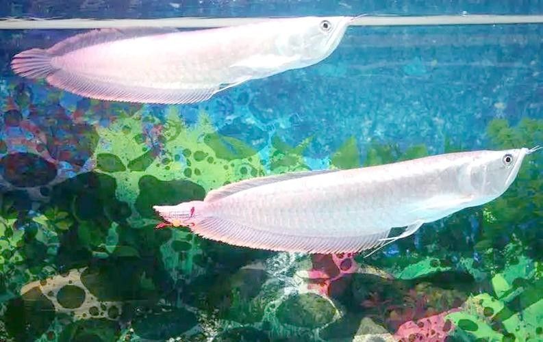 銀龍魚能發色嗎圖片