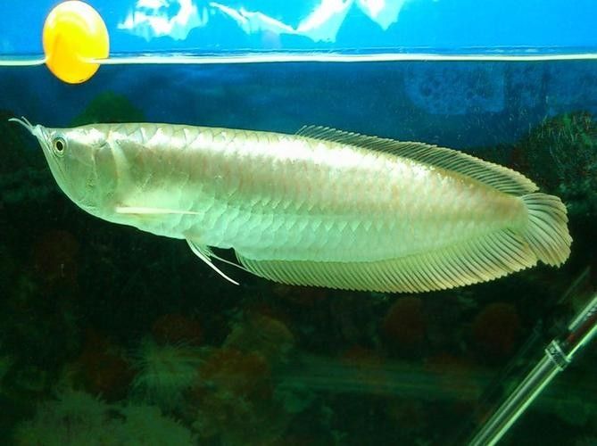 銀龍魚能發色嗎圖片