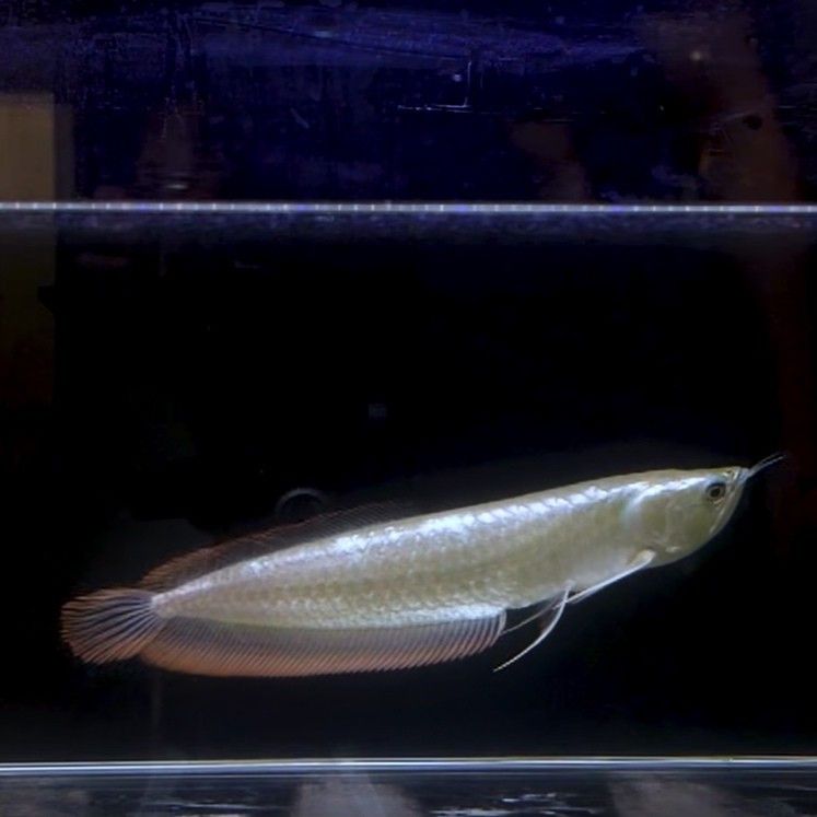 銀龍魚能發色嗎圖片
