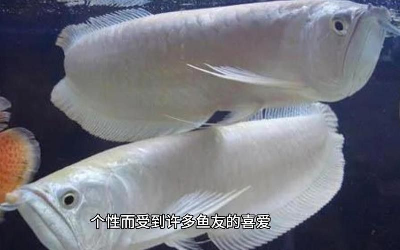 銀龍魚能發色嗎圖片