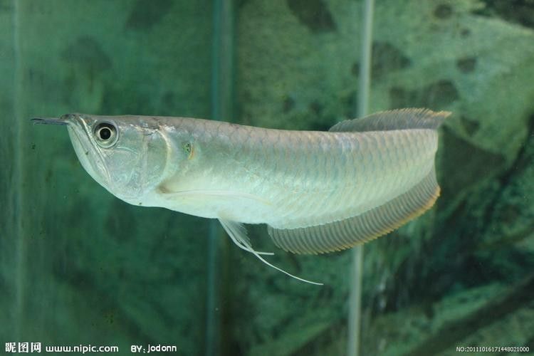 銀龍魚能發色嗎圖片