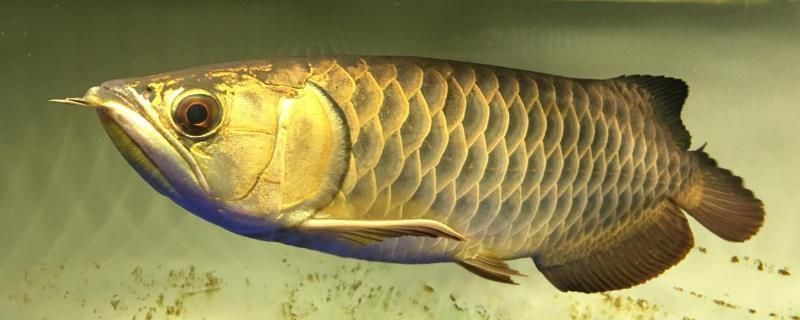 龍魚一開燈就掉眼屎：龍魚在開啟燈光時(shí)會(huì)掉落眼屎怎么辦