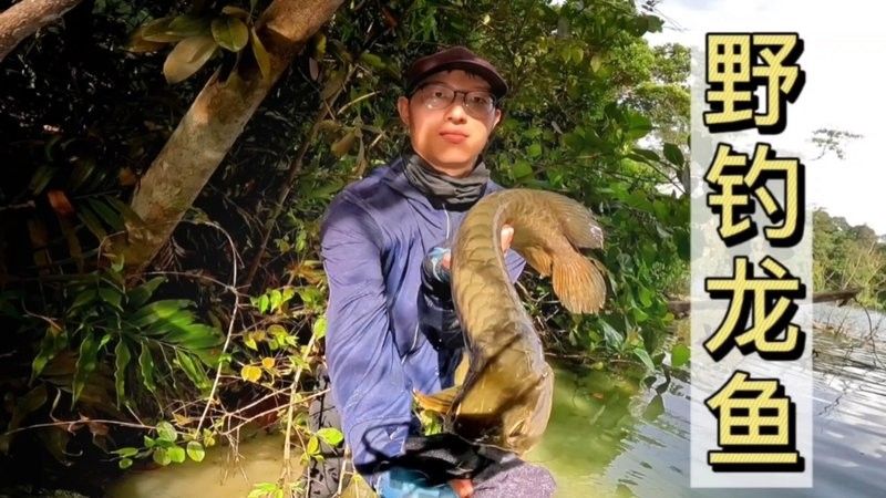 龍魚鉆石眼好不好釣