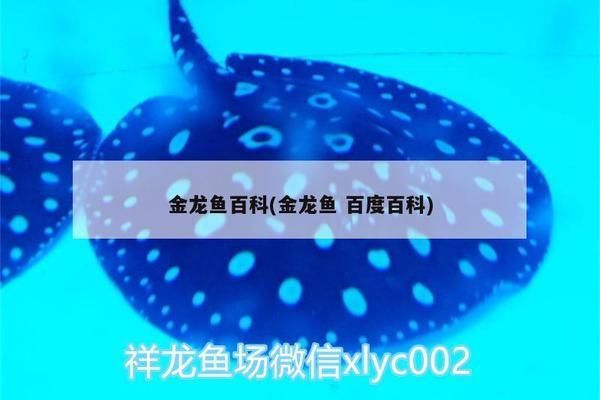 金龍魚觀賞魚百度百科（金龍魚市場價格趨勢）