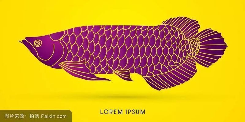 金龍魚觀賞魚百度百科（金龍魚市場價格趨勢）