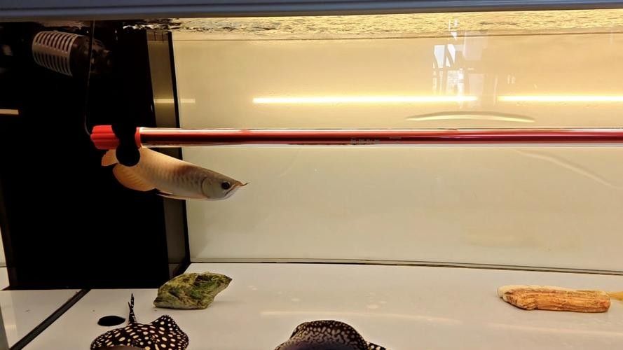 龍魚燈的安裝位置圖解