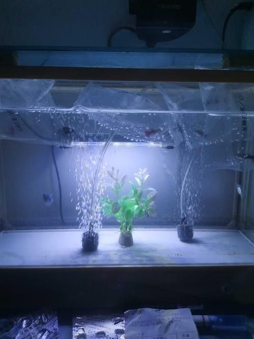 龍魚燈的安裝位置圖解