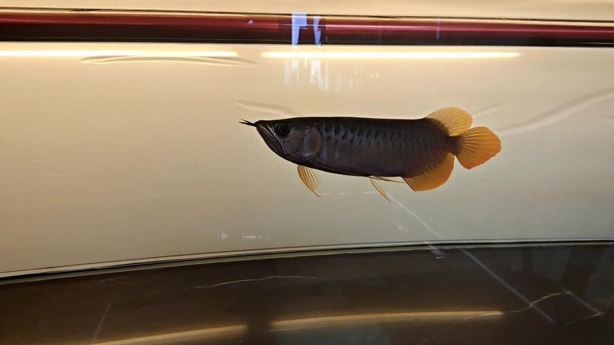 龍魚燈的安裝位置圖解