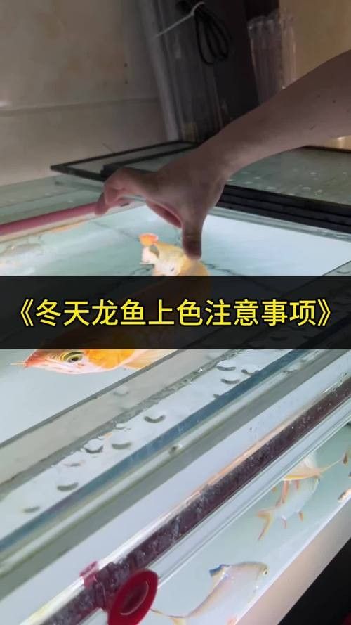 龍魚燈的安裝位置圖解