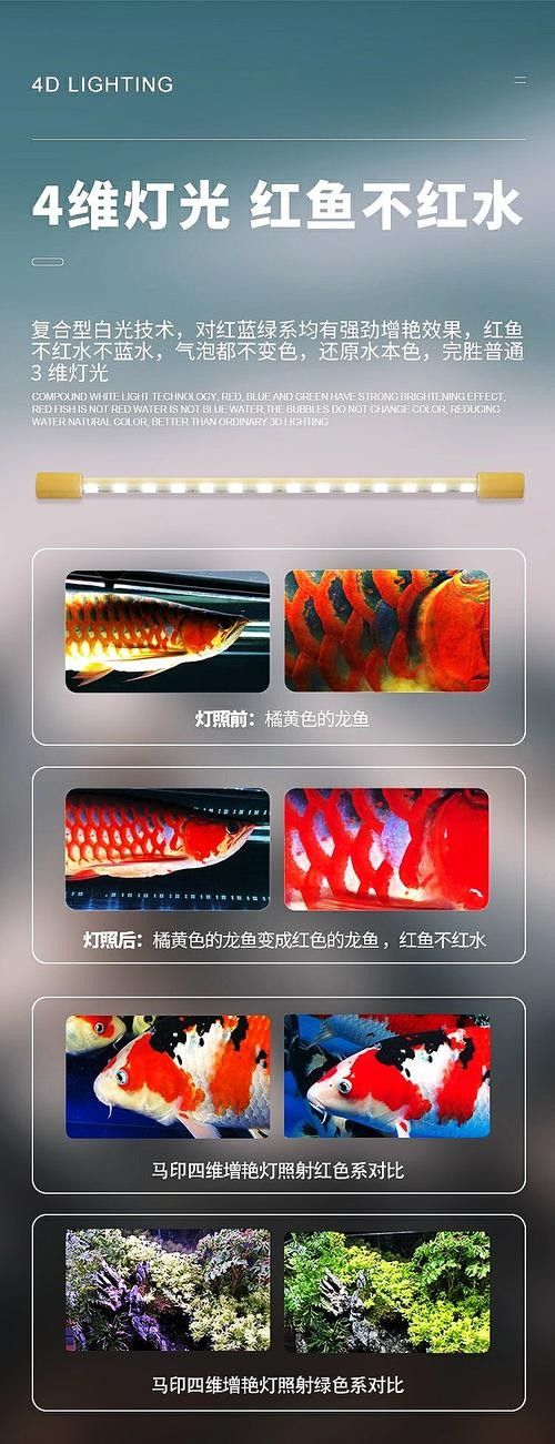 龍魚燈的安裝位置圖解