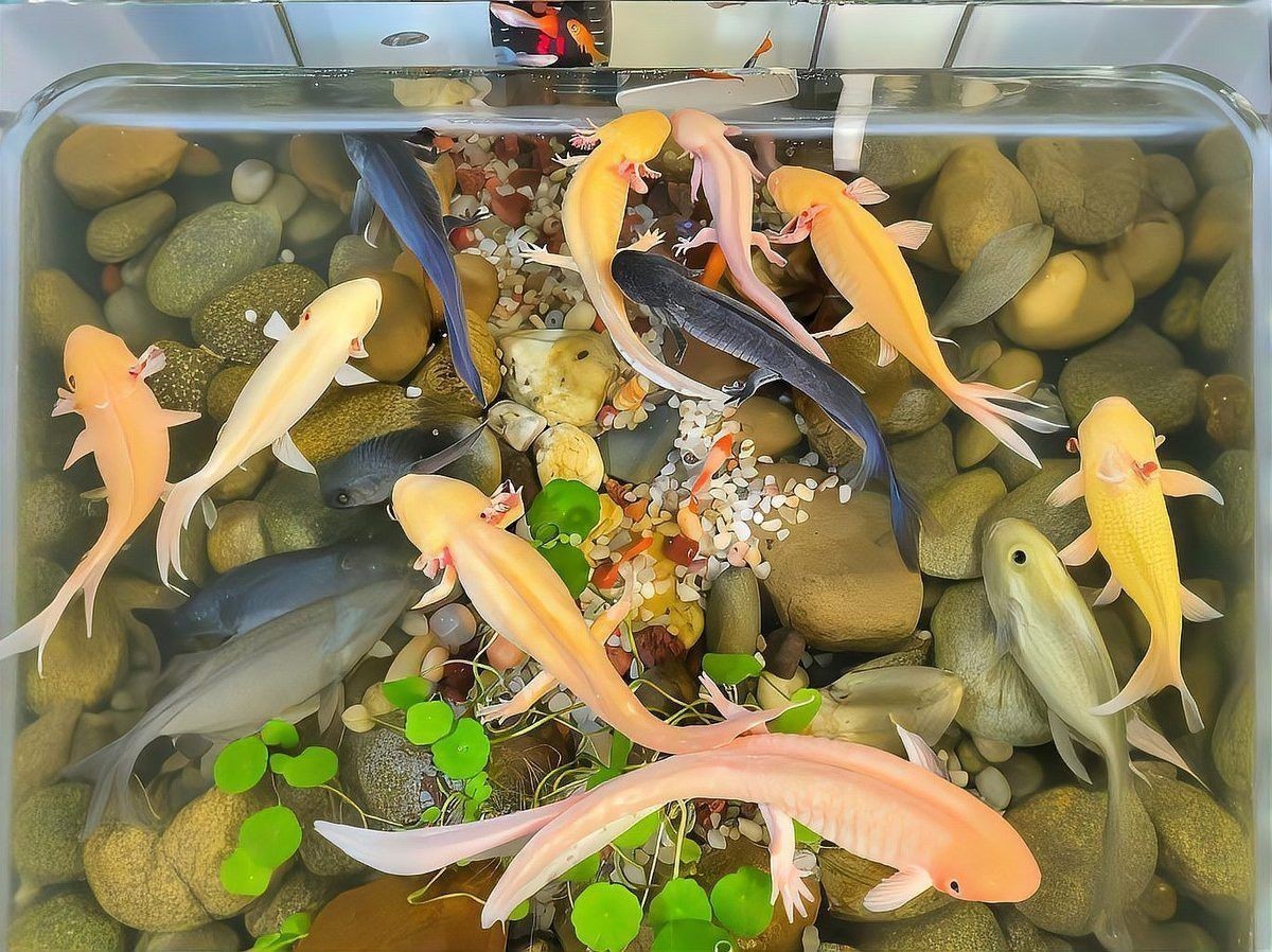 六角龍魚斷手斷腳怎么辦？