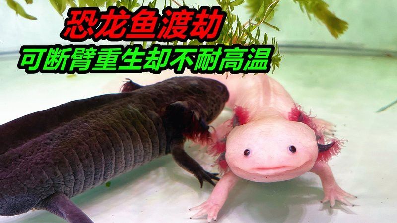 六角龍魚斷手斷腳怎么辦？