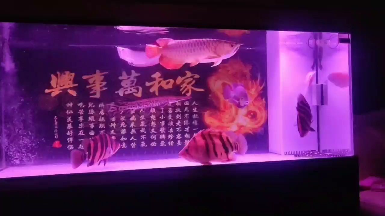 和諧最重要 和諧最重要 龍魚百科