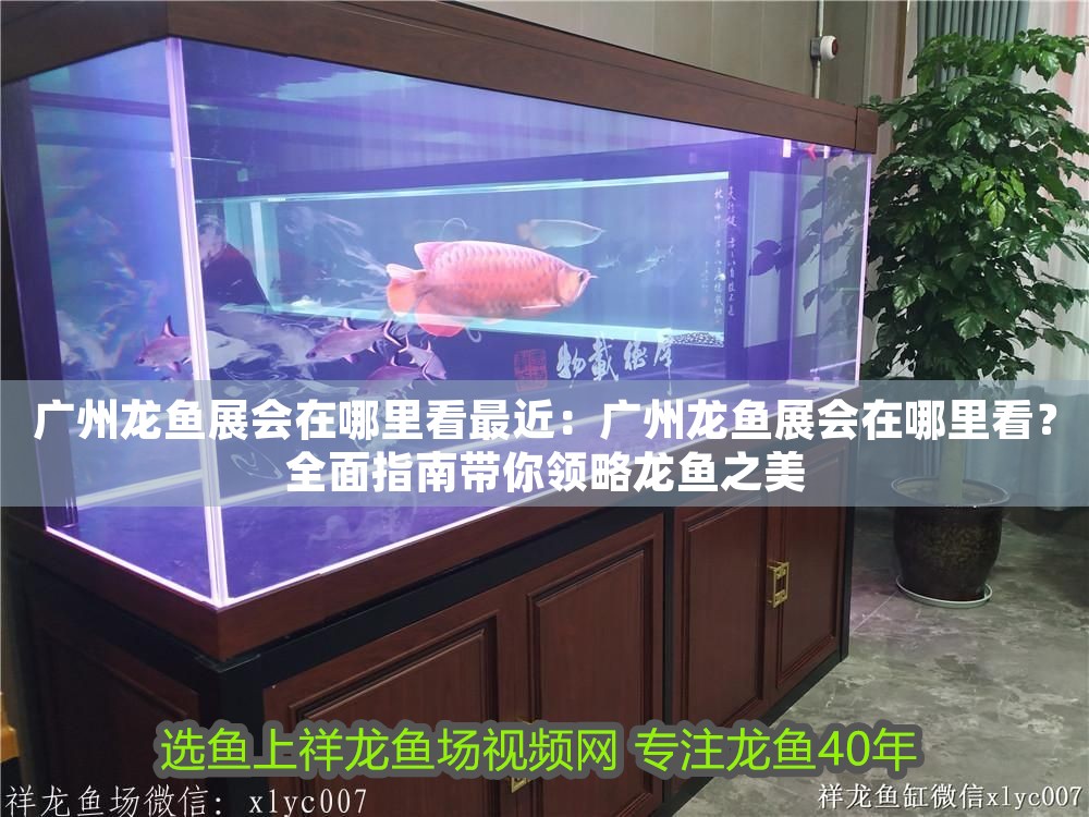 廣州龍魚(yú)展會(huì)在哪里看最近：廣州龍魚(yú)展會(huì)在哪里看？全面指南帶你領(lǐng)略龍魚(yú)之美