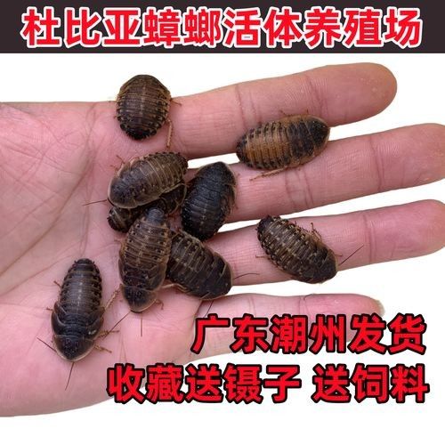 龍魚飼料魚消毒用什么最好 龍魚飼料魚消毒用什么最好 龍魚百科 第5張