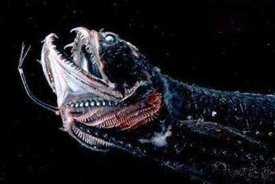世界上有龍魚嗎：龍魚化石的發現及其歷史意義