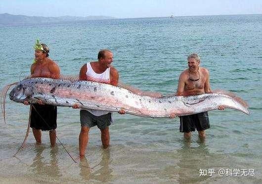 世界上有龍魚嗎：龍魚化石的發現及其歷史意義