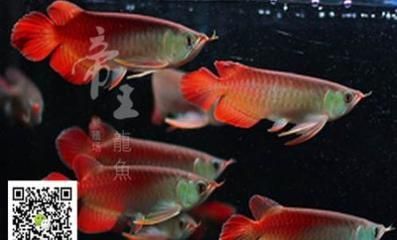 國內龍魚繁殖場（國內成功繁殖的龍魚寶貝,現在都怎么啦?）
