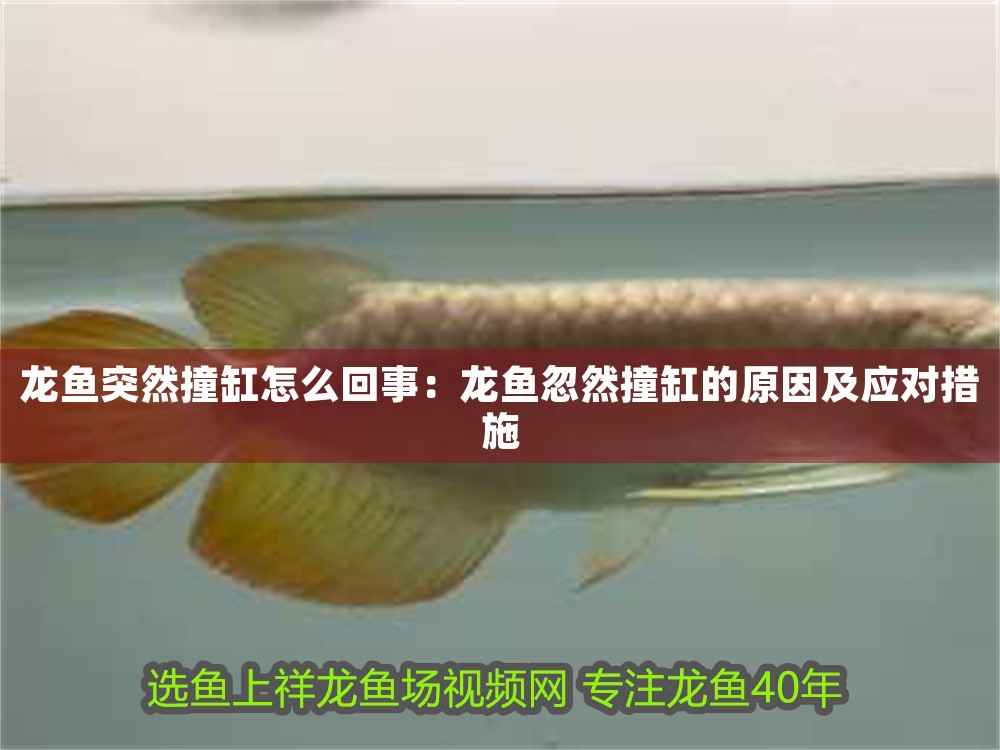 龍魚突然撞缸怎么回事：龍魚忽然撞缸的原因及應(yīng)對措施