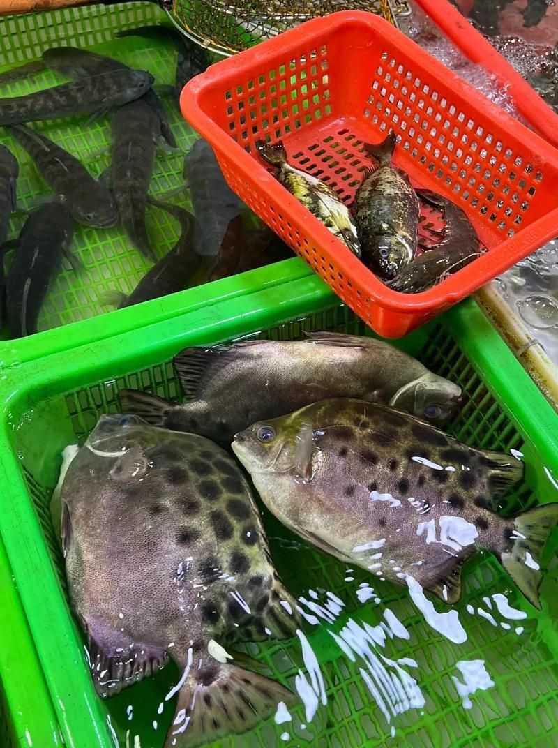 金鼓魚40塊錢一斤
