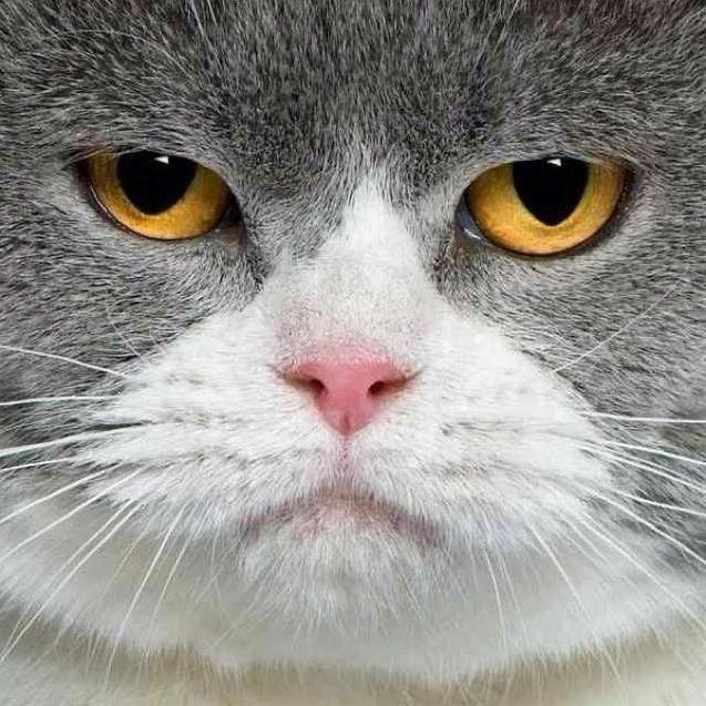 金鼓魚40塊錢一斤